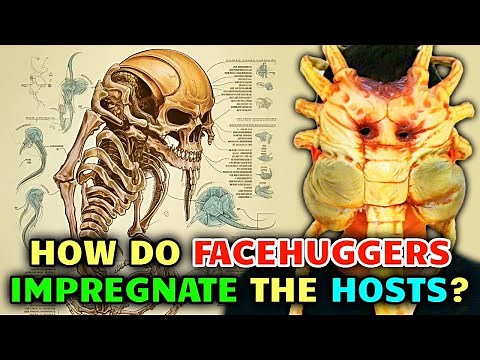 Facehuggers Anatomy – How Facehuggers Impregnate Hosts But Also Keep Them Alive?
