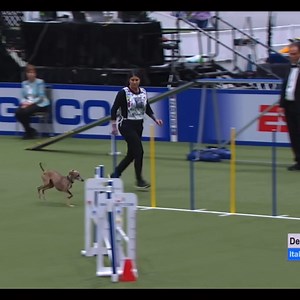 Italian Greyhound in agility dog show #italiangreyhound | Best dog in show