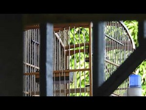 Chant picolette Local brésil