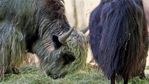 The domestic yak, Bos grunniens is a long-haired domesticated bovid found throughout the Himalayan region of the Indian subcontinent, the Tibetan Plateau and as far north as Mongolia and Russia.