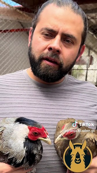 Faisán Plateado: Características y Hábitos