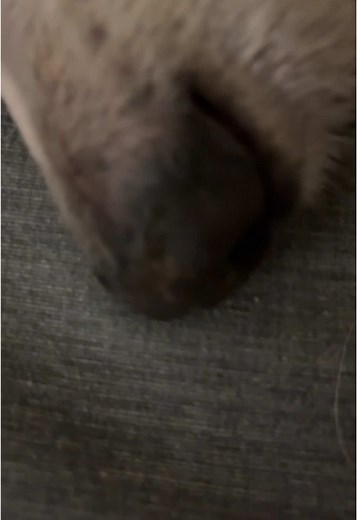 Conheça os adoráveis Borzois e Galgos