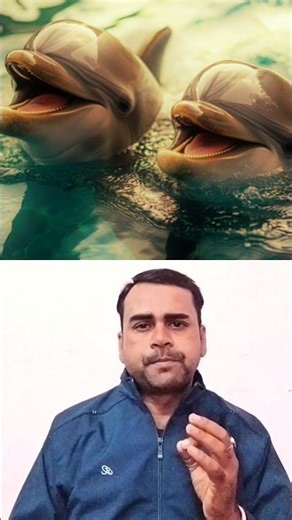 Dolphin facts video || dolphin facts videos || facts about dolphin || #shorts #youtubeshorts