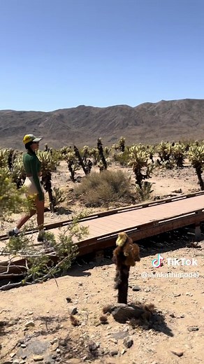 Exploring the Beauty of Joshua Tree Hiking