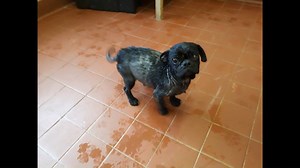 🐶 Peggy the pug's story is a stark reminder this #MothersDay to think about the welfare of parents involved in puppy breeding. If you're considering buying a puppy rather than rehoming, please be #PuppySmart and read our advice first: http://bit.ly/2teCyTd | RSPCA (England & Wales)