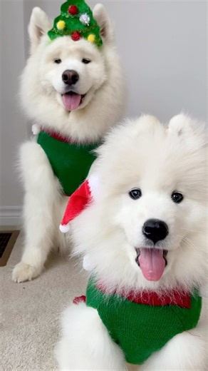 Happy Holidays, from the Christmas dogs!🎄🐻‍❄️ #christmas #christmas2022 #holidays #happyholidays #holidays2022 #holidaydogs #christmasdogs #christmasbear #holidaybear #snowdogs #snowbears #holidaysweater #christmassweater #dogsweater #dogbros #doggos #happydogs #happydoggos #dogsmiles #festivedog #festivedogs #christmasfeels #christmastime #dogsofinstagram #doglovers #samoyedsofinstagram #samoyedlovers #samoyed #zukothesamoyed #kumathesamoyed | Zuko the Samoyed