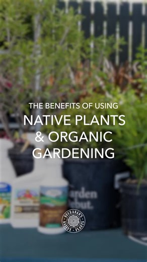 19 reactions | Happy Texas Native Plant Week! The Benefits of Planting Native Plants & Organic Gardening!六‍ In this video, Zach shares the importance of planting Texas native plants within your garden and the benefits of going organic! | Buchanan's Native Plants | Facebook
