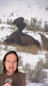 An ancient Native American prophecy came to pass last week. What do you think it means #nature #eagle #coyote #buffalo #fyp | Kusdragon Knpwlege