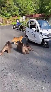 Dogs vs Monkeys 🐶🐵 | Hilarious Animal War Compilation 😂