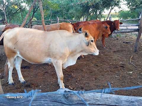 Constructing Our Unique Cattle Kraal with Homemade Materials