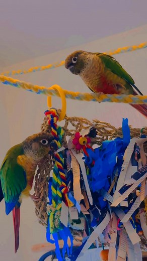 Green Cheeks Conures playing🦜🌈🍀🦜 GreenCheekConure #ConureLife #PetBirds #ParrotToys #BirdEnrichment #FunnyBirds #ParrotLovers #ConureCuteness #ShreddingTime #BirdiePlaytime | Lyra Palette Life