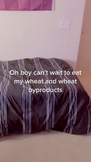 Just a normal day for me. #fypシ #wheat #wheatandwheatbyproducts #femboy #trap #joke #gay #thirst #guysinskirt #wtnv #watchmojo