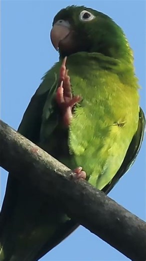 An orange-bearded parakeet enjoys the morning sun