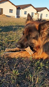 ASMR Chew Stick #germanshepherd #dog #asmr #doglife #doglover | EVO the German Shepherd