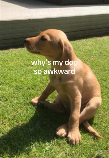 Understanding Your Labrador's Awkward Behavior