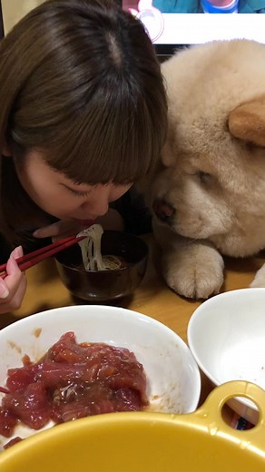 チャウチャウ犬のかわいい動画集