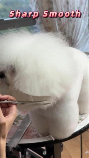SnipStar Pet Scissors for Happy Grooming ✂️ Cute & Sharp Shears for Dogs & Cats | Factory Direct #cutedog #bichon #doggroomer #pet #doglife #petlife #usefulpetproducts #petcareessentials #petessentials #doghairremoval #naturaldogcare #petparentessential #made4pets #sleekezgroomingtool #petsmusthaves #fyp #scissors #doggrooming #TikTokShopJumpstartSale