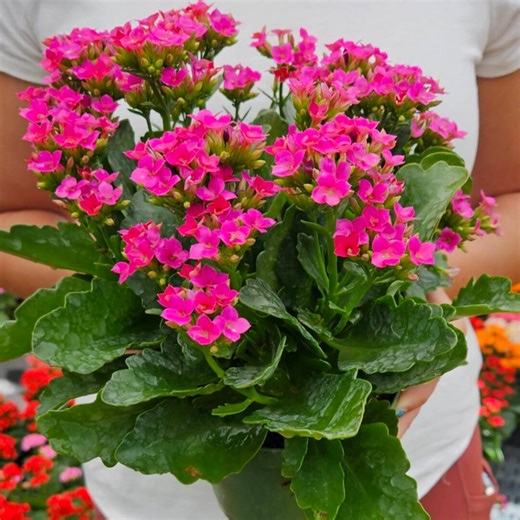 Live Blooming Kalanchoe Plant 4.5" Pot | Flaming Katy Flowering Houseplant | Kalanchoe Blossfeldiana | 2-plant Minimum - Etsy