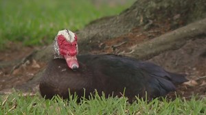 Community Debate: Coles Crossing HOA faces criticism over Muscovy Duck population control tactics, residents share mixed reactions