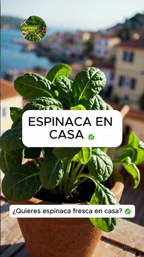 Cómo cultivar espinaca en casa fácil y rápido 🥬‪@JardineriaLucy‬ #plantastok #hogar
