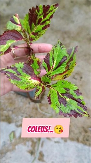 Different Coleus Plant Varieties | Colorful Foliage Plants for Every Garden 🌿🌈 #viral #coleus
