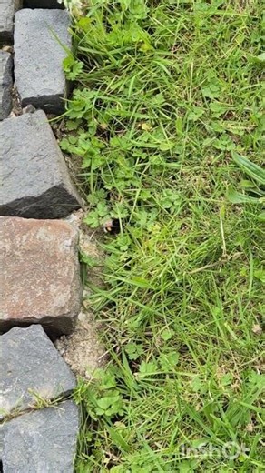 Eine Hummel sucht ihre Erdhöhle #hummel #insekten #insekt #höhle #höhlen #westerwald
