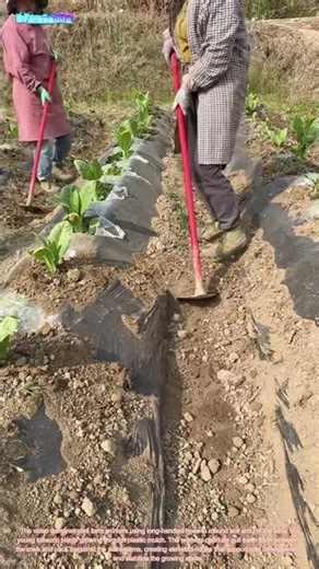 The Art of Tobacco Hilling: A Grower's Soil Management