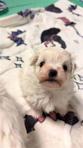 Adorable Maltese Puppy Moments
