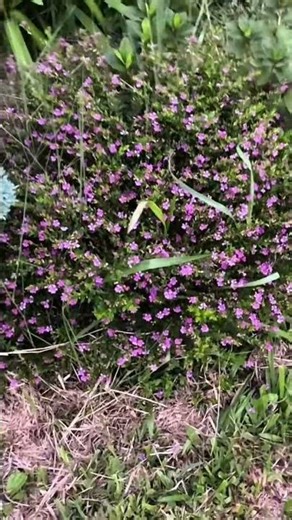 How I installed beehives at school! 🐝🏫 #beekeeping #school #viral