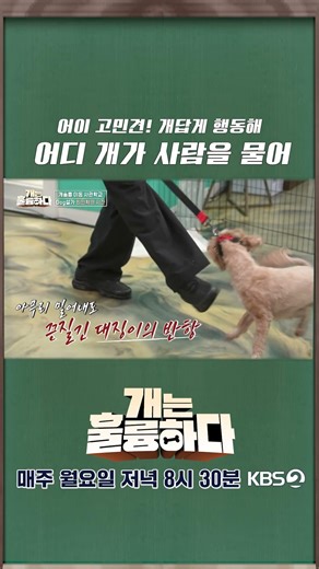 [Shorts] Hey, Worried Dog! Act like a dog! 🐶 Where did a dog bite someone? 🥵 [Dogs Are Amazing] |...