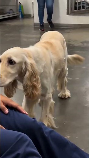 Shy Cocker Spaniel Finds Comfort During Shelter Visit