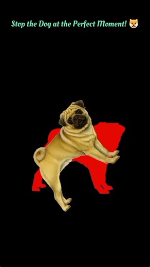 Can You Stop the Dog at the Perfect Moment? #shorts #stopchallange #dog