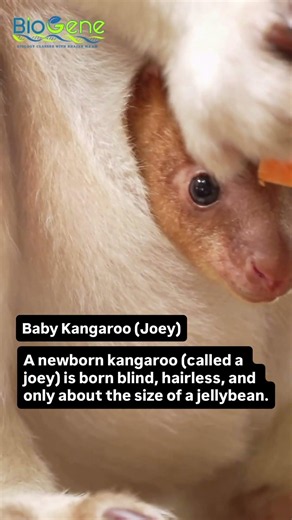 Kangaroo Baby! | #facts #wildlife #animals #nature
