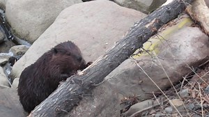 61K views · 10K reactions | 8 beavers in one video? Did you know that a group of beavers is called a colony of beavers (or a family of beavers). Beavers live in a family unit led by the adult pair, who mate for life. Their children usually leave on their own after they turn two to search for a mate. In this video I was lucky enough to see 8 beavers from the colony. 嶺嶺嶺嶺嶺嶺嶺嶺 #family #animals | Mike’s photos and videos of beavers | Facebook