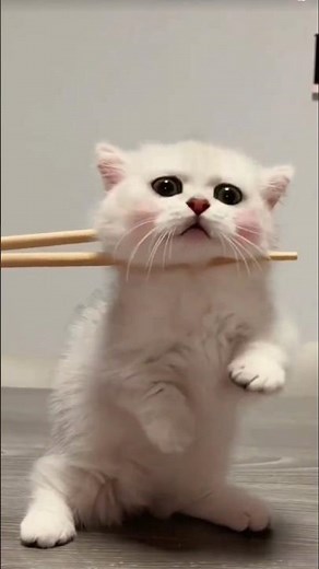 🐾🐈 HEWAN TERNAK LUCU, Suara Binatang, Hewan Lucu #animalsounds #cat #wildlifeentertainment