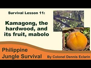 Survival Lesson 11: Kamagong: The Tree So Tough, It's Practically Bulletproof (and Its Fruit Mabolo)