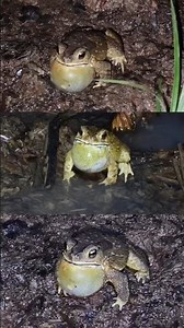 Original sounds of toads crying #frog #nature #shorts