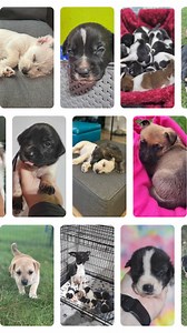Did you know that out of the over 100 dogs we currently have in our care, more than 25 of them are puppies? We want these babies to have the best start of their lives with the best food - and we could use all of your help! If you're able, we and the puppies would be ✨ so grateful ✨ if you would buy a bag of food from our wishlist: https://www.chewy.com/g/fetch-wi-rescue_b74427957 Thank you all so much for always coming together to make Fetch happen 💚 we couldn't do this without you! | Fetch Wis
