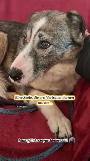 🐾🌸 ROMINA – quiet soul seeks her happiness 🌸🐾