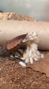 Close-up of cockroach giving birth =)). | Geographical Beauty