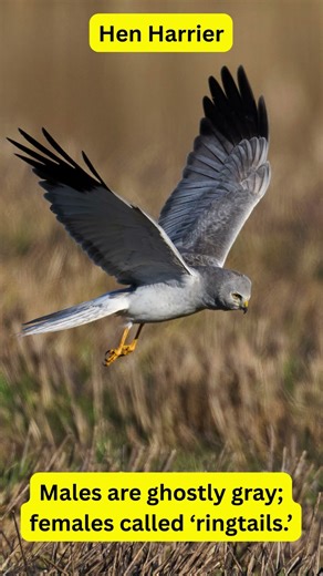 Raptors of the World – Hen Harrier