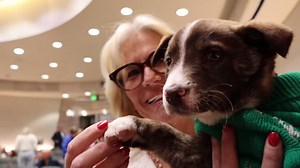 A fun break from Board business at this morning's Board of Supervisors meeting. Staff from San Luis Obispo County Division of Animal Services brought in some adorable pups up for adoption right now at their facility. The break that followed included a lot of people lining up for cuddles from these cutie pies. We know at least one of the pups went home with their new forever family. The Board also honored County Fire staff involved in the dramatic rescue of a man in a piece of machinery in South 