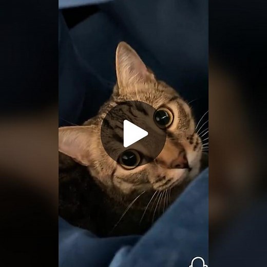 TikTok · Mi Cat