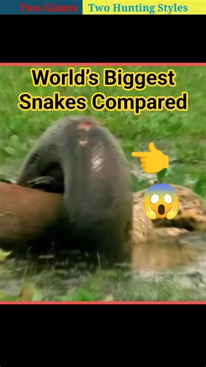 Anaconda vs Python 😨 | Which One Is Bigger? #lovewithfacts #facts #ytshorts