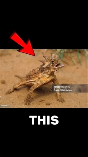 A Blood-shooting REPTILE EXIST!? 🦎🩸🔫 #educational #shorts #naturefacts