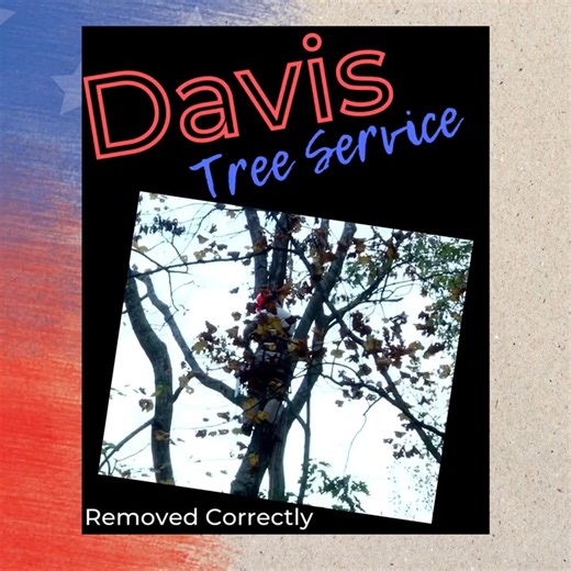 🌳 The pros are back in town! With multiple experienced crews serving multiple towns, Davis Tree Service gets the job done right the first time. From safe, skilled tree work to thorough cleanup, we make the entire process easy from start to finish. Cleanup is a breeze! ✔️ Licensed Arborist ✔️ Bonded & Insured 🌲🪚💥 Call (316) 303-2465 #DavisTreeService #TreePros #LicensedArborist #BondedAndInsured #TreeRemoval #TreeTrimming #StormCleanup #LocalProfessionals #WeGetItDone | Davis Tree Service