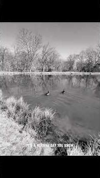 A Goose Choke Slammed Me 😓🤕 #fishing #story #storytime #fighting #wwe #trending #shorts #birds