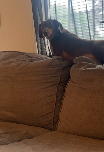 Milo the Big Dog Who Guards with Attitude