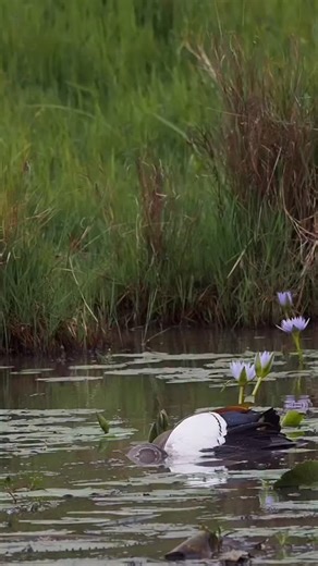 Ovacado Adventures on Instagram: "The African rock python grabbed Egyptian geese 🥲. This could be you on this spot if you decide to book and choose us for your dream safari in Uganda ,Rwanda,Burundi,Kenya & Tanzania . East Africa Visa costs $100 per person and it's valid for 30 days . Takes you to 3 countries: Uganda,Rwanda&Kenya Uganda for primates ,Kenya for wildlife & Rwanda for Culture. Best for sole travelers ,Couples ,family ,groups and adventure seekers ( Hiking ,white water rafting,tubi