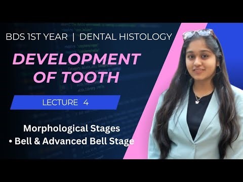 Development of Tooth | Bell Stage | Advanced Bell Stage | Dental Histology | Maher Gala |